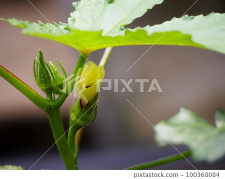 okra flowers and buds 100368084
