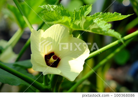 Okra's Flower 100368086