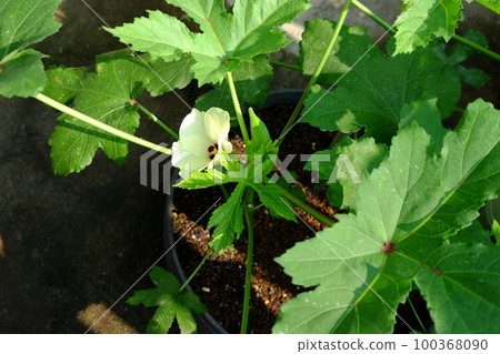 Container cultivation of okra 100368090