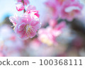 Weeping plum 100368111