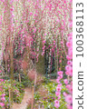 Weeping plum tunnel 100368113