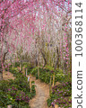 Weeping plum tunnel 100368114