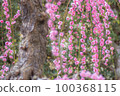 Weeping plum 100368115