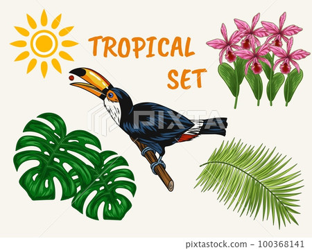 Set of tropical illustrations with toucan bird sitting on branch, tropical foliage, bouquet of orchids, sun icon. Holiday summer theme. Detailed objects on white background for prints design Set of tropical illustrations with toucan bird sitting on branch, tropical foliage, bouquet of orchids, sun icon. Holiday summer theme. Detailed objects on white background for prints design 100368141
