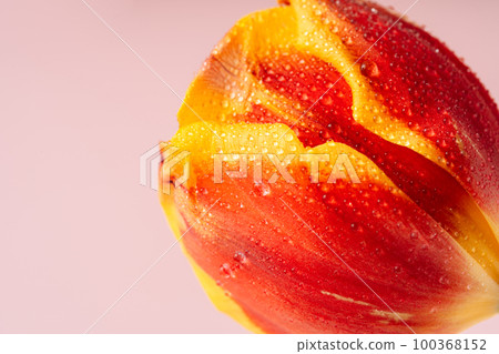 Red-yellow tulip in dew drops close-up against pink background 100368152