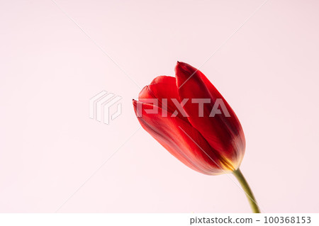 Red tulip close up on pink background 100368153