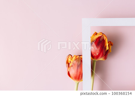 Red-yellow tulips with white frame on pink background 100368154