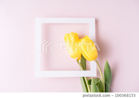 Yellow tulips with white frame on pink background 100368155