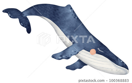 Watercolor ocean animal, underwater illustration, cute baby blue whale 100368883