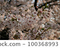 Cherry blossoms illuminated by the setting sun 100368993