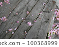 Cherry blossoms that fell on the wooden deck 100368999