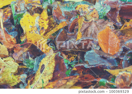 Icy leaves. Nature background. Colorful fallen dry leaves. Icy leaves. Nature background. Colorful fallen dry leaves. 100369329