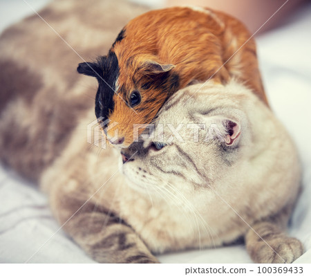 Funny pets. Cat and guinea pig are best friends. Guinea pig sitting on the head of the cat Funny pets. Cat and guinea pig are best friends. Guinea pig sitting on the head of the cat 100369433