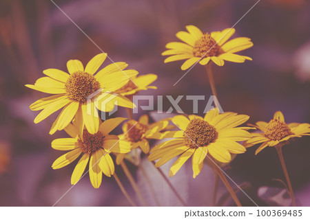 Vintage blooming Rudbeckia hirta (Black-eyed Susan) flowers in the summer garden. Nature background 100369485