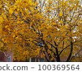 Autumn leaves 100369564
