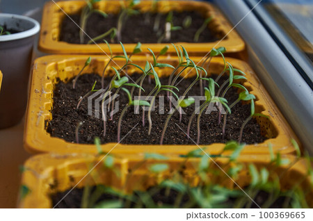 Small tomato seedlings in the seedling tray 100369665