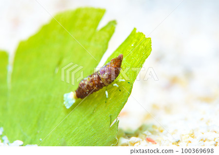 平行雙角魚 100369698