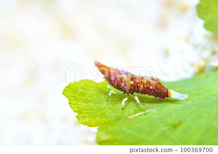 平行雙角魚 100369700