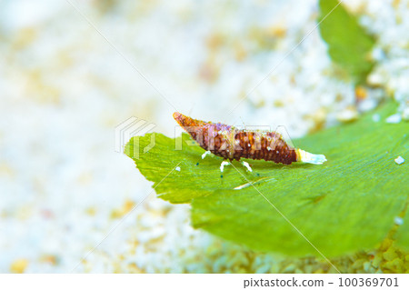 平行雙角魚 100369701