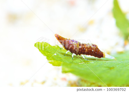 Parallatoreutes bicornis 100369702