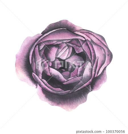 Bud of a peony rose of burgundy color opened, top view. Watercolor illustration. isolated object from the WEDDING FLOWERS collection. For the design of postcards, invitations, congratulations. 100370056