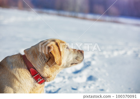 Portrait of a Labrador retriever dog sitting outdoors in a winter snowy forest Portrait of a Labrador retriever dog sitting outdoors in a winter snowy forest 100370091
