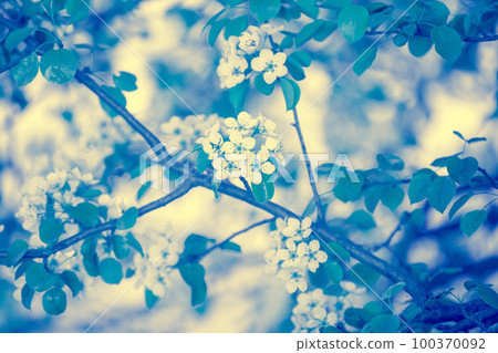 Blue vintage branch of a blossoming pear tree. Spring nature background. Blue toned Blue vintage branch of a blossoming pear tree. Spring nature background. Blue toned 100370092