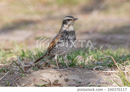 Thrush Thrush 100370117