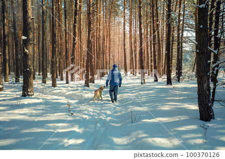 Happy man with the Labrador retriever dog on a leash walking on a snowy pine forest on a sunny winter day Happy man with the Labrador retriever dog on a leash walking on a snowy pine forest on a sunny winter day 100370126