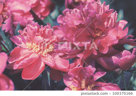 Vintage blossoming Peonies flowers in the garden Vintage blossoming Peonies flowers in the garden 100370166