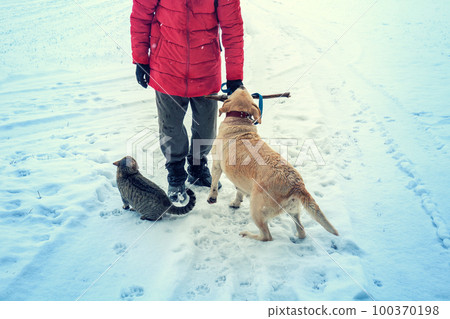 A man with a dog and cat standing on a snowy field in winter. The man holding a wooden stick for training the dog A man with a dog and cat standing on a snowy field in winter. The man holding a wooden stick for training the dog 100370198