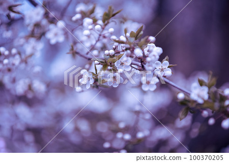 Vintage blossom plum trees in an orchard. Spring natural background. Violet toned 100370205