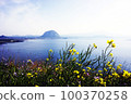 sea of canola flowers 100370258