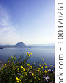 sea of canola flowers 100370261