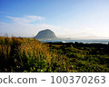 sea of canola flowers 100370263