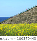 Rape flower 100370443