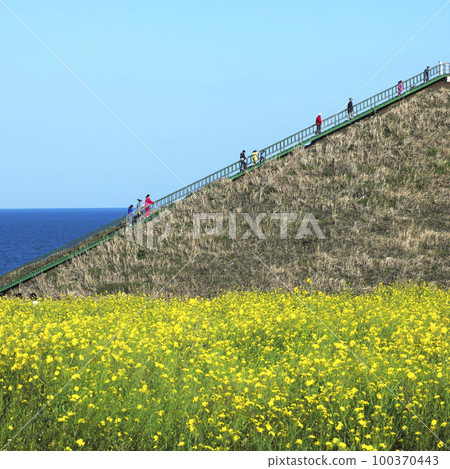 強姦花 強姦花 100370443