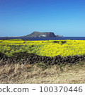 Rape flower 100370446