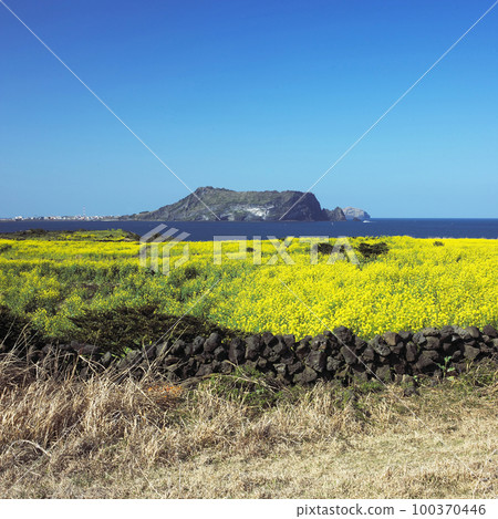 強姦花 強姦花 100370446