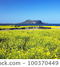 Rape flower 100370449