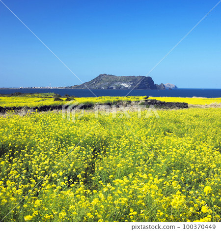 強姦花 強姦花 100370449