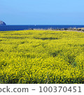 Rape flower 100370451