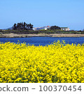 Rape flower 100370454