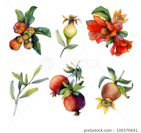 Branches with pomegranate fruits and red flowers. Set of watercolor design elements illustrations isolated on white 100370691