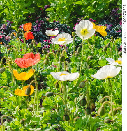 The cute poppies were blooming well. 100370701