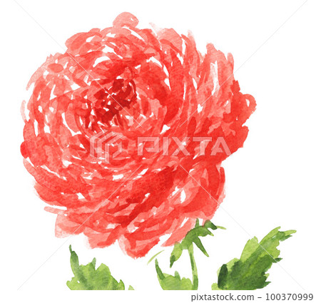 Ranunculus23314pix7 100370999