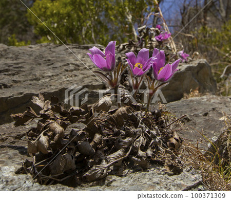 Donggang Grandma's Flower Jeongseon-eup Jeongseon-gun Gangwon-do 100371309