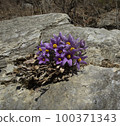Donggang Grandma's Flower Jeongseon-eup Jeongseon-gun Gangwon-do 100371343