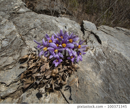 Donggang Grandma's Flower Jeongseon-eup Jeongseon-gun Gangwon-do 100371345