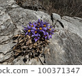 Donggang Grandma's Flower Jeongseon-eup Jeongseon-gun Gangwon-do 100371347